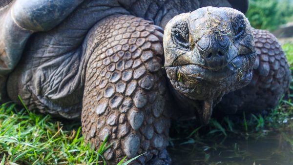 Schildpadden terug naar huis