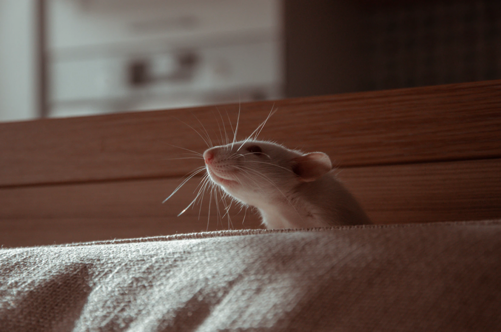 ratten ongedierte plaagdieren overlast coronacrisis