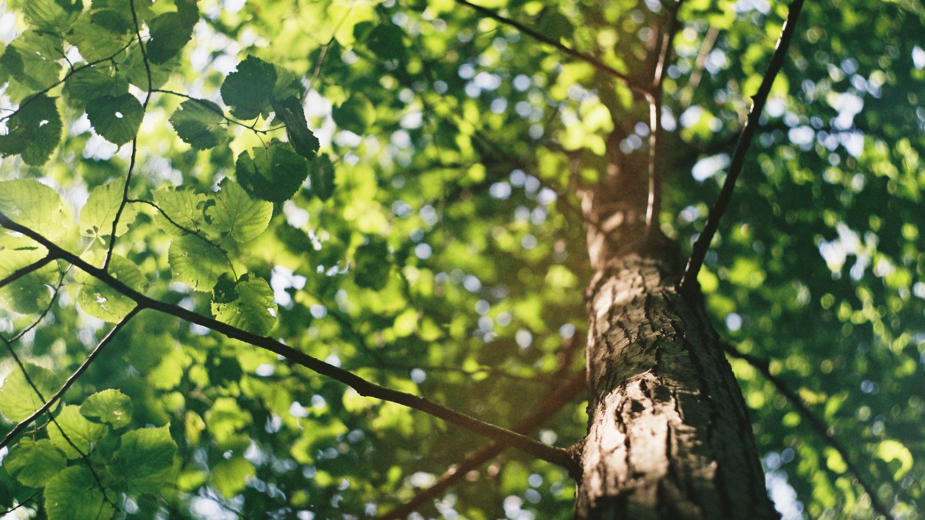 Nederland heeft er 1,6 miljoen bomen bij en dat is slechts het begin