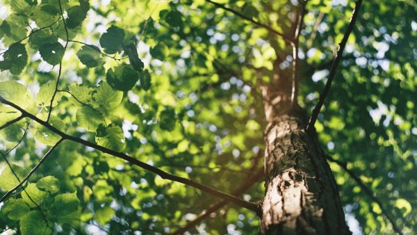 Nederland heeft er 1,6 miljoen bomen bij en dat is slechts het begin