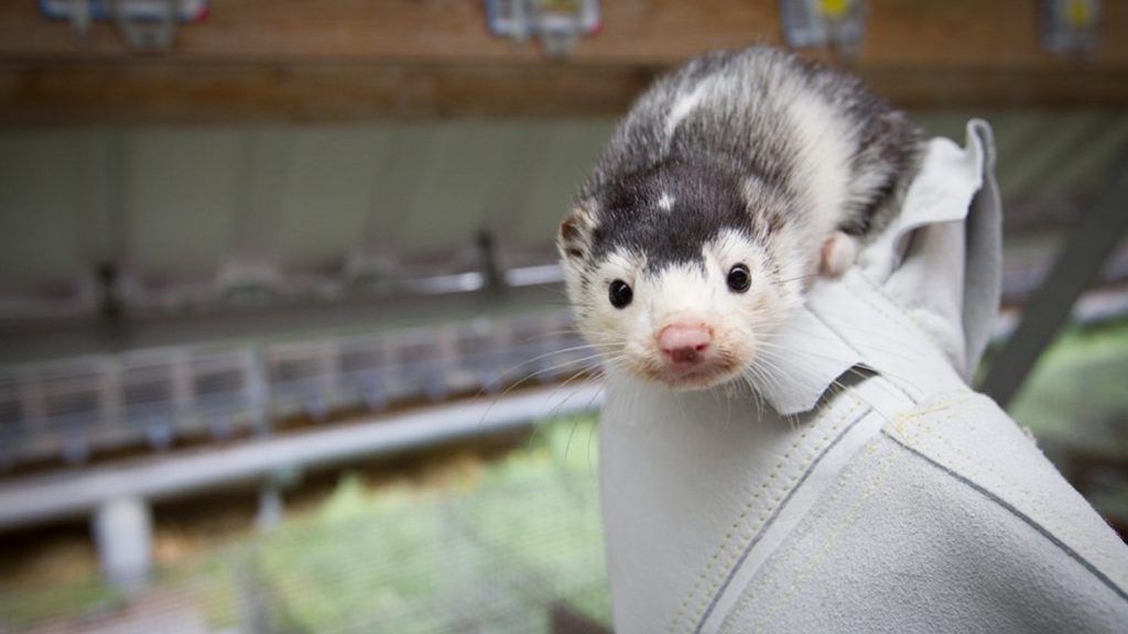 Preventief sluiten nertsfokkerijen