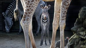 Dierentuin ARTIS apetrots op pasgeboren Grévy-zebra