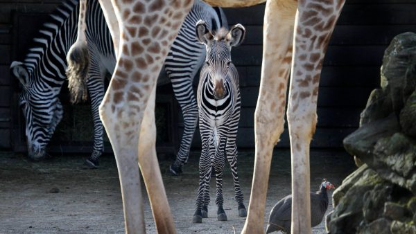 Dierentuin ARTIS apetrots op pasgeboren Grévy-zebra