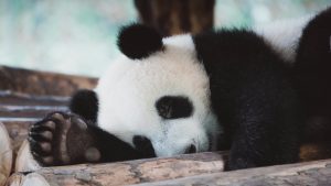 Ouwehands Dierenpark laat mensen stemmen op favoriete naam voor panda