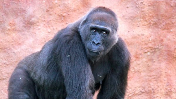 Gorilla geboren Beekse Bergen