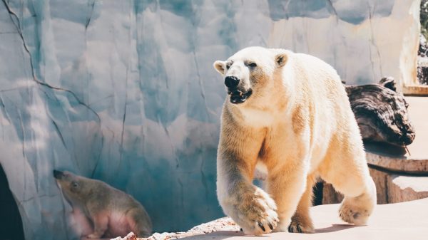 'Als we zo doorgaan, zijn er geen ijsberen meer in 2100'