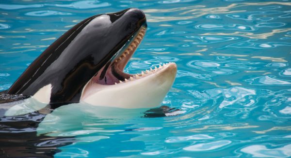 Ontroerend: rouwende orka die haar overleden kalf 17 dagen meedroeg, opnieuw zwanger