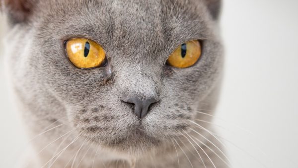 internationale kattendag kat opgezet josie vrouw