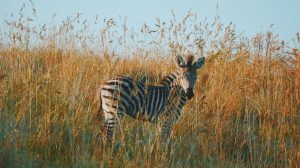 Beeksebergen verwelkomt pasgeboren zebra Zara_