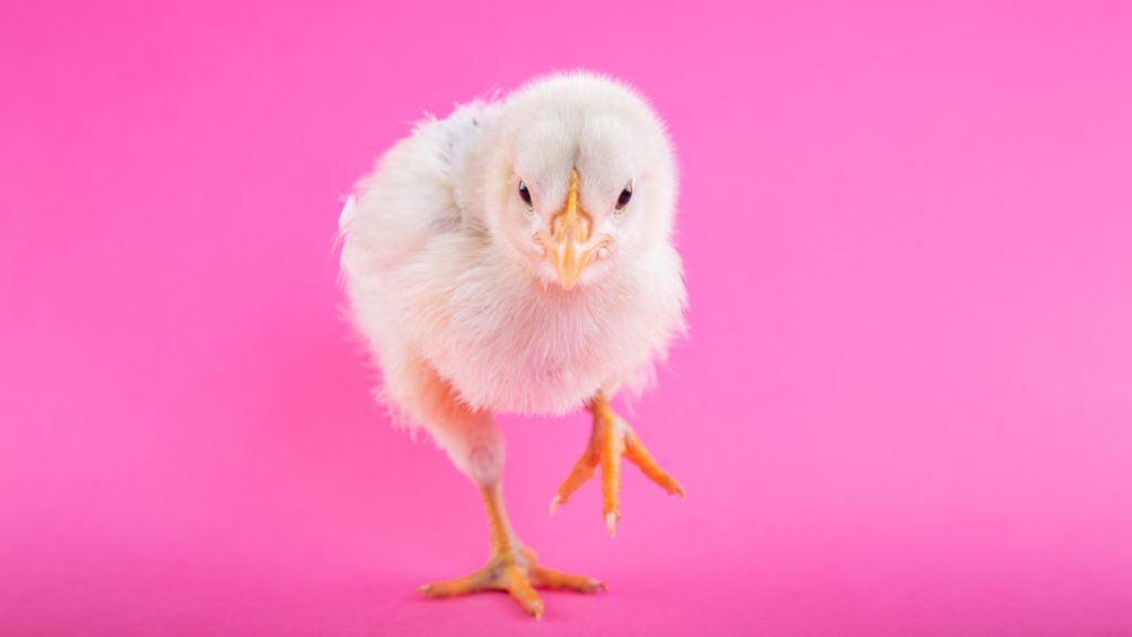 Knal die kiloknallers maar de deur uit_ de meerderheid kiest voor duurzaam