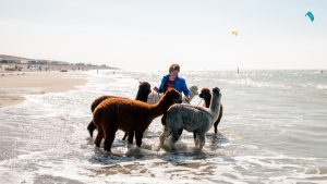 Thumbnail voor Mara organiseert strandwandelingen met alpaca’s: ‘Ze poepen en plassen in zee’