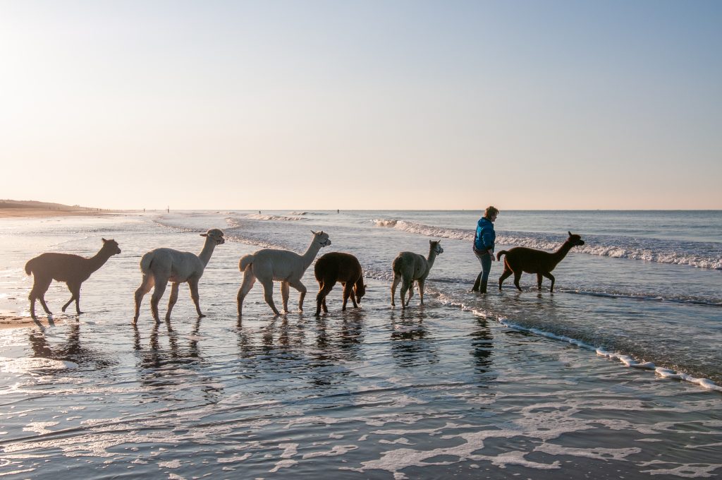 Mara Houmes-Vlaander wandelt met haar alpaca’s: ‘Ze poepen en piesen in de zee’