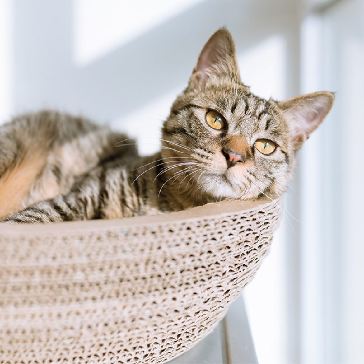 Dodelijke kattenziekte opgedoken in Ermelo en Harderwijk