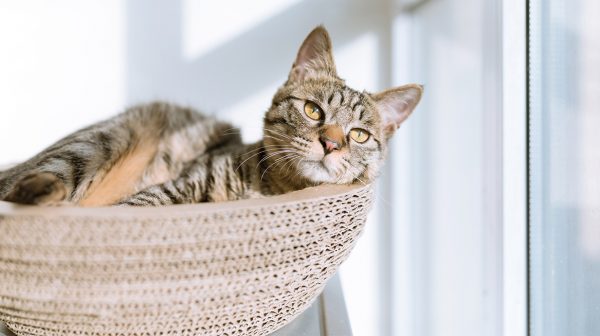 Dodelijke kattenziekte opgedoken in Ermelo en Harderwijk