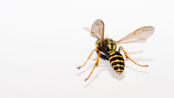 Hans Scheepmakers overleed zonder allergie aan een wespenaanval: hoe dat kon gebeuren