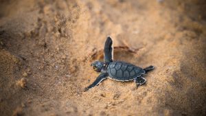 Thumbnail voor Duizenden babyschildpadden losgelaten op stranden van Bali