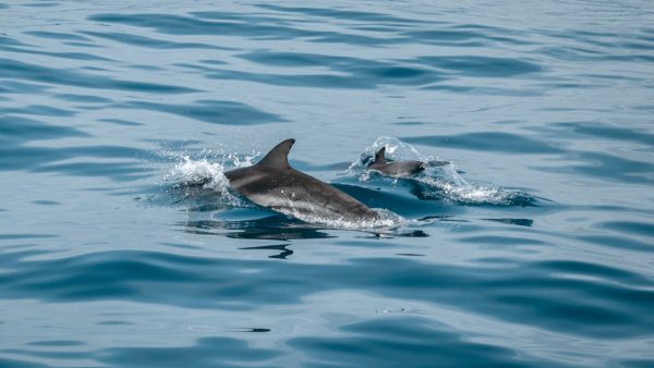Bijzondere dolfijn springt tien keer uit het water langs de Nederlandse kust