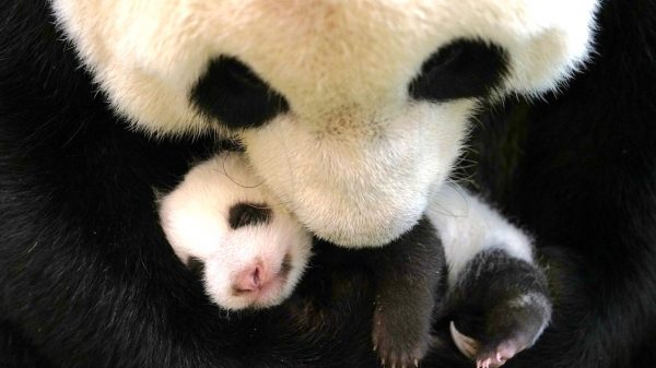 Naam reuzenpanda Ouwehands Dierenpark