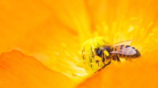 bijen in beslag genomen veldhoven