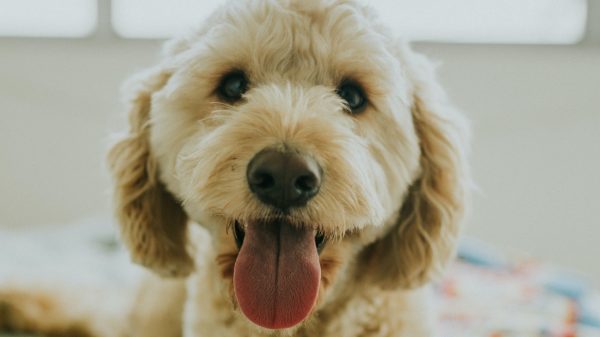 Zelf de slingers ophangen_ bezorger maakt foto met élke hond op zijn (bezorg)pad