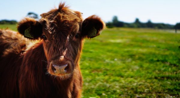 'Schouten ziet af van de veevoermaatregel die stikstofuitstoot zou tegengaan'