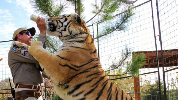 De wilde haren kwijt: het Tiger King dierenpark sluit permanent