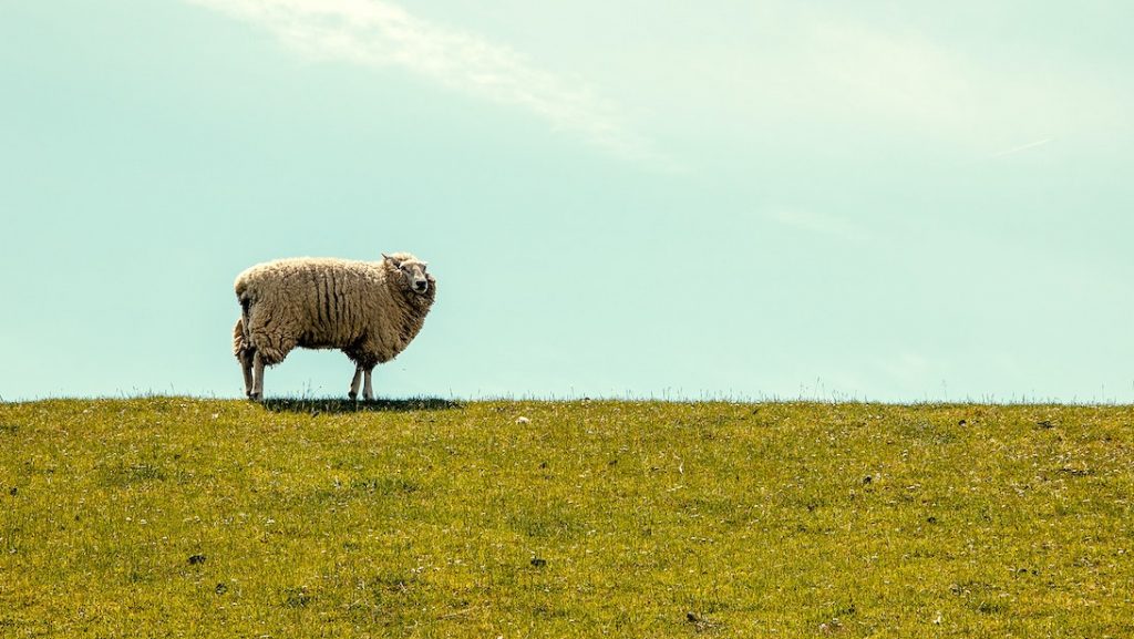 Hittestress bij dieren