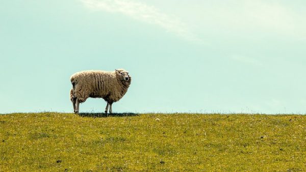 Hittestress bij dieren