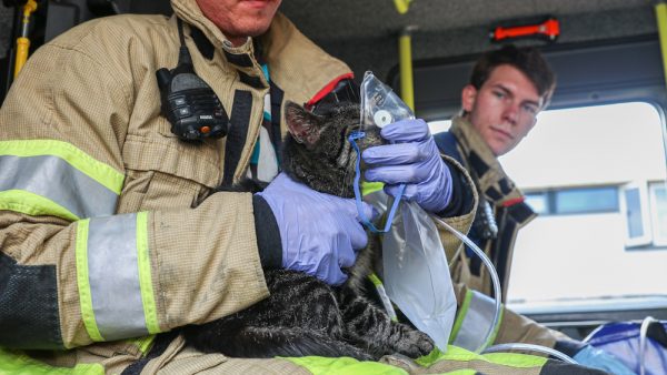 Buren redden vrouw en kinderen bij woningbrand, katten aan 't zuurstof