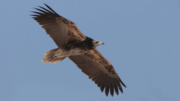 gier avifauna