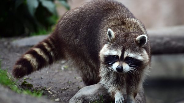 Vijf wasberen ontsnapt uit dierentuin Wildlands Emmen