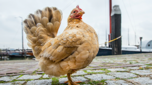 Thumbnail voor Plofkippen en kiloknallers: supermarkten promoten weer vaker zonder keurmerk