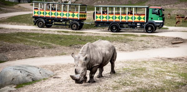 neushoorn valt zebra aan wildlands