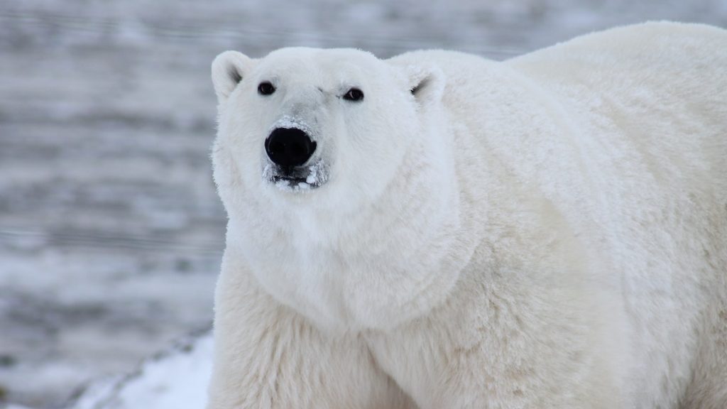 IJsbeer Spitsbergen