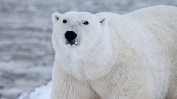 IJsbeer Spitsbergen