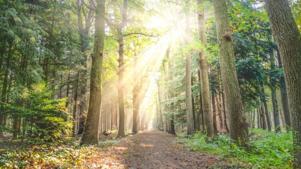 Meteorologische herfst