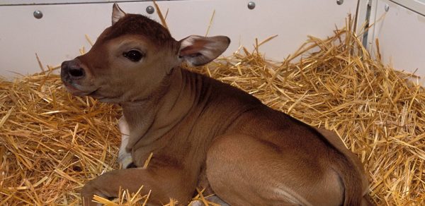 Beschuit met bamboescheut in Beekse Bergen: baby banteng geboren