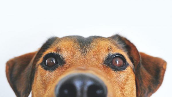 dierenmishandeling gezondheidspsycholoog Nienke Endenburg honden katten corona toename