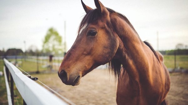 Paarden ontsnapt in Weesp