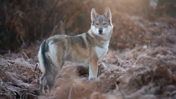 wolvin wolven beelden veluwe jagend wildcamera's