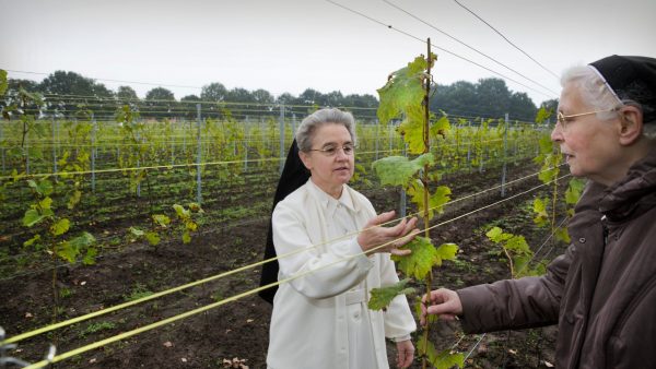 Wijnen, wijnen: deze nonnen hebben 20.000 flessen over