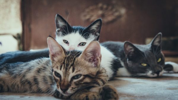 Negentien verwaarloosde katten uit vakantiehuisje gehaald, één poes overleden
