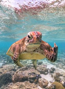 © Mark Fitzpatrick / Comedy Wildlife Photo Awards 2020.