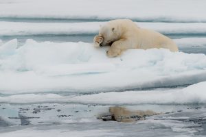 © Jacques Poulard / Comedy Wildlife Photo Awards 2020.