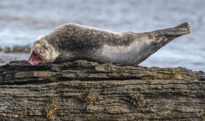 © Ken Crossan / Comedy Wildlife Photo Awards 2020.