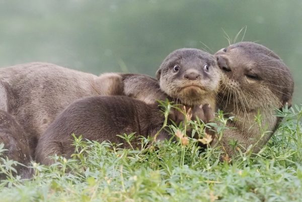 Finalisten Comedy Wild Life Awards bekend, wij delen onze tien favorieten