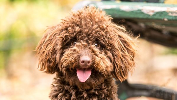 labradoodle poedel labrador