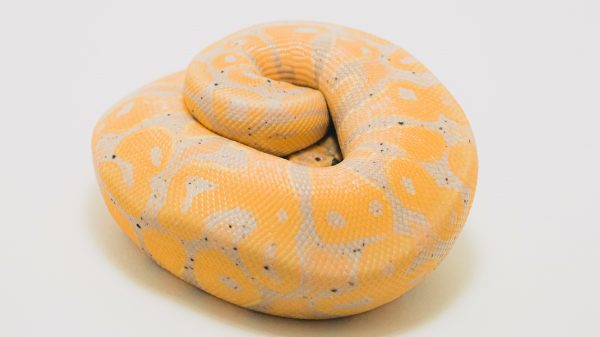 Daar komt geen vent aan te pas: python van 62 jaar legt zélf bevruchte eieren