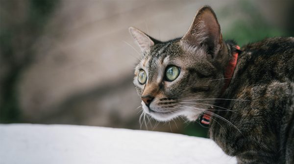 Als het aan deze ecoloog ligt, mogen huiskatten niet meer naar buiten