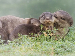 Finalisten Comedy Wild Life Awards bekend, wij delen onze tien favorieten